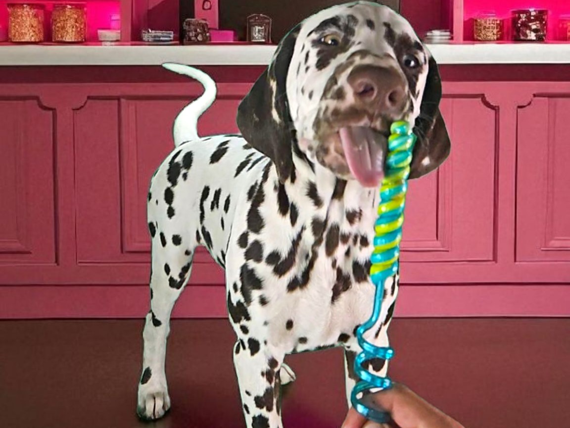 puppy