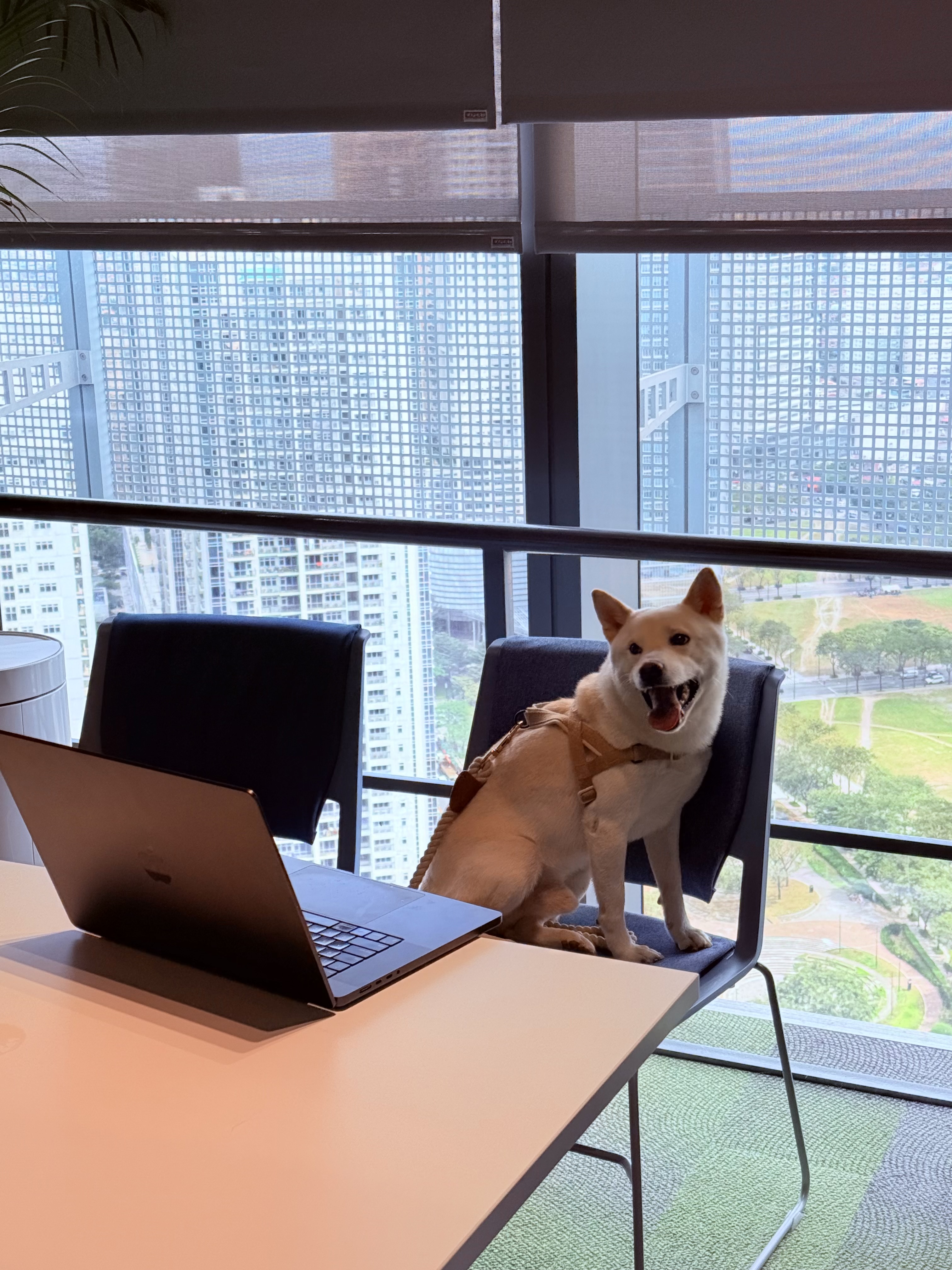 Therapy dog in an office