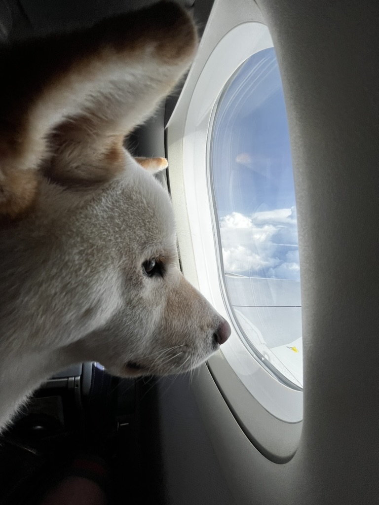 In-Cabin Pet Travel