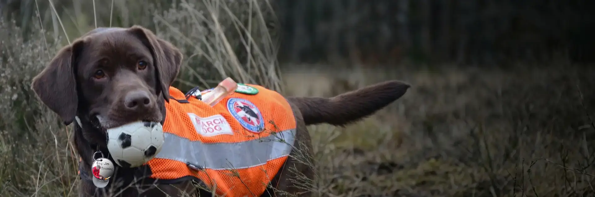 Jim and Jake - Dog Jim Training Staffordshire