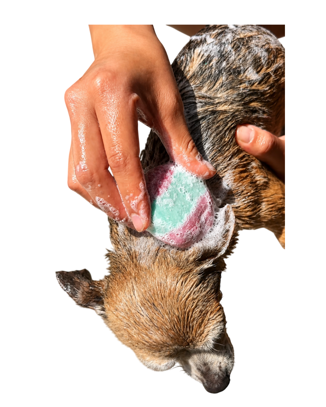 🧼 Kit Doggy Care miniatura 2