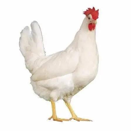 বয়লার মুরগি ২ কেজি