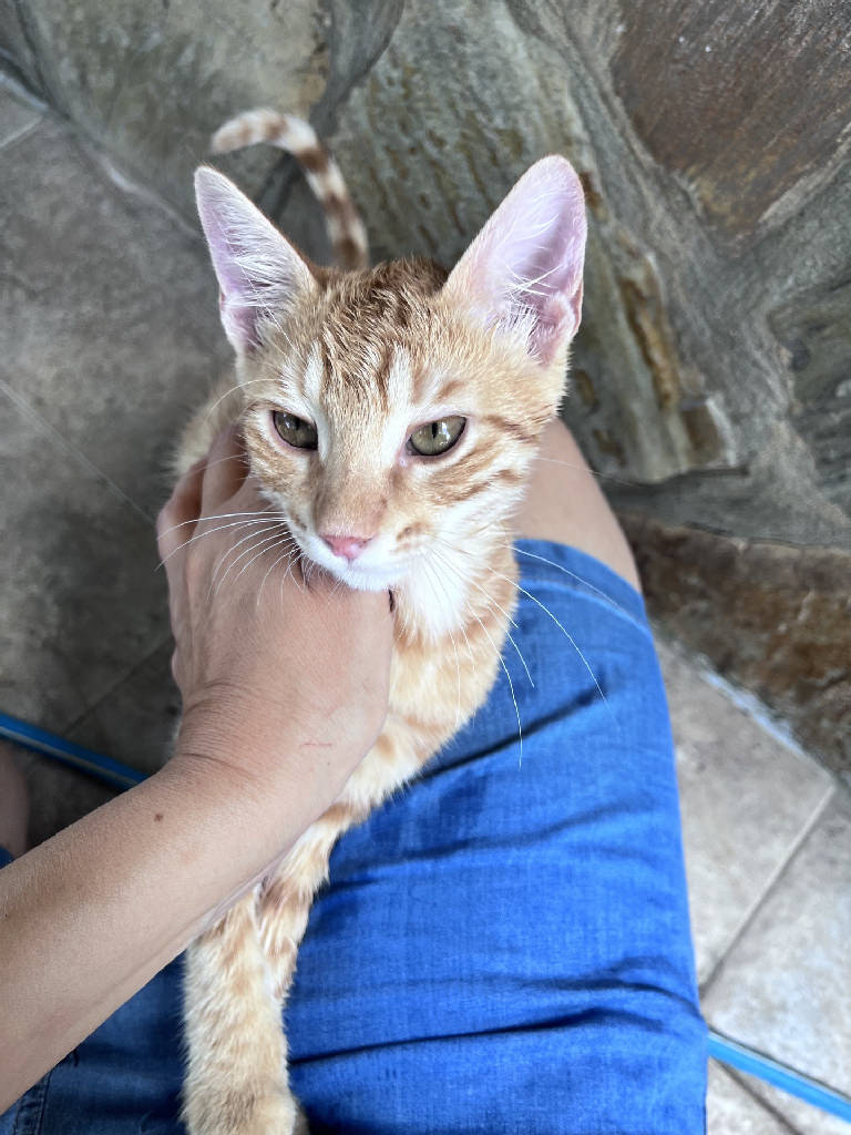Kedi