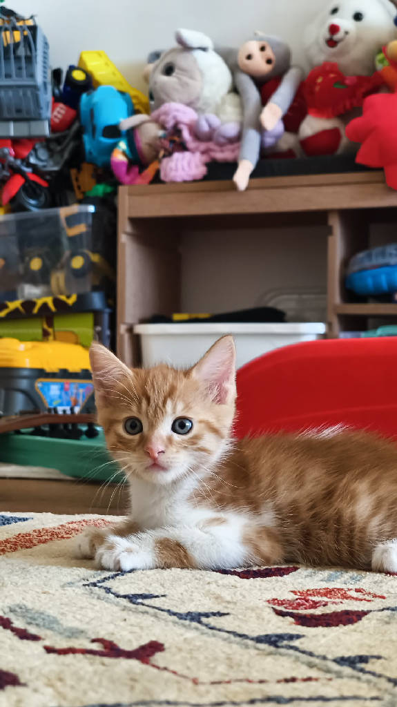 Kedi