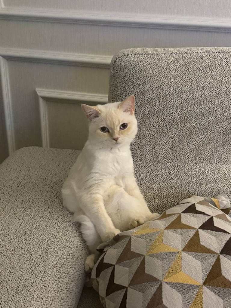 koki - Kedi ilanı Trabzon