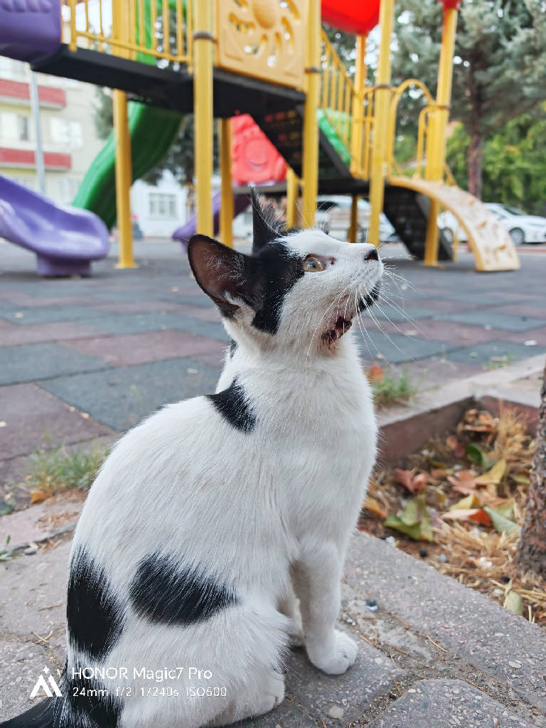 Kedi