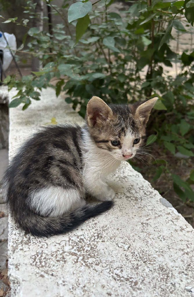 Kedi