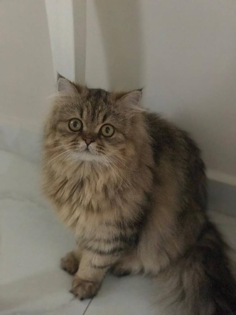 Kedi