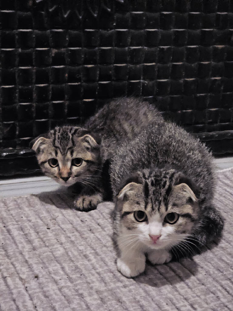 Kedi