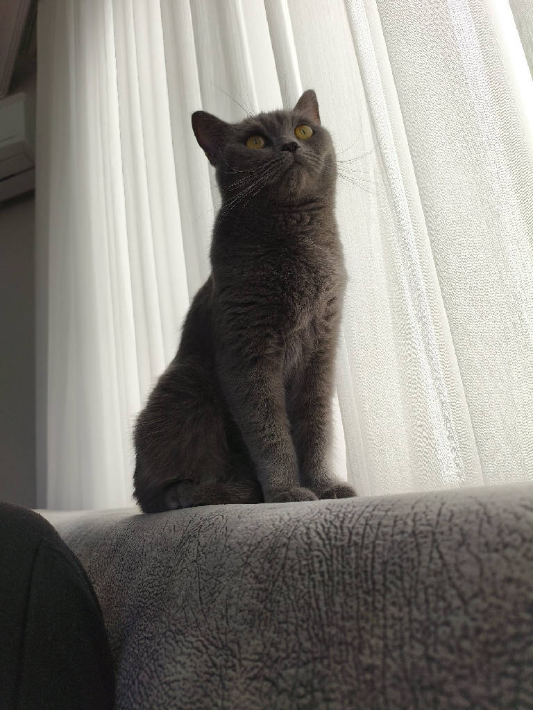zeytin