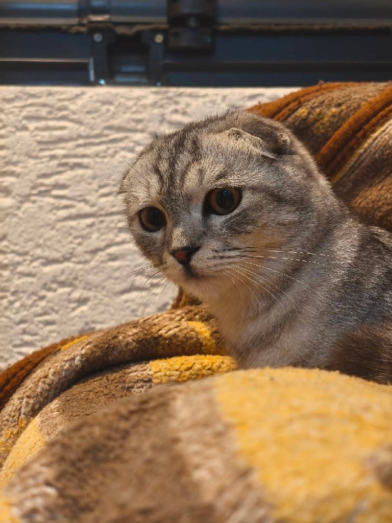 Kedi