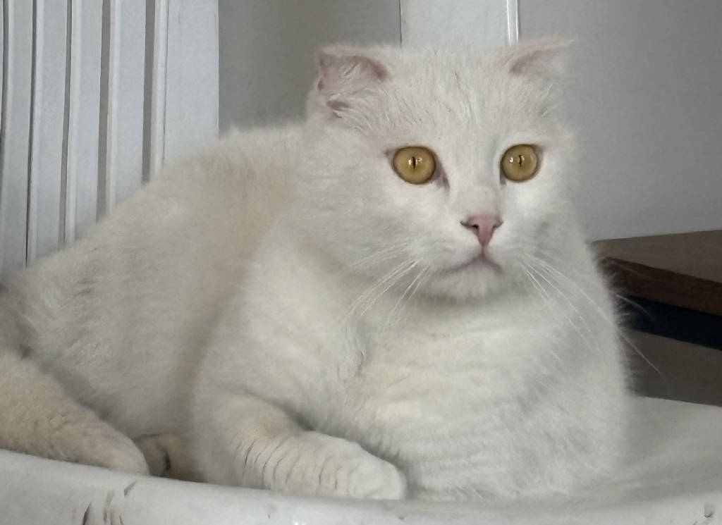Kedi
