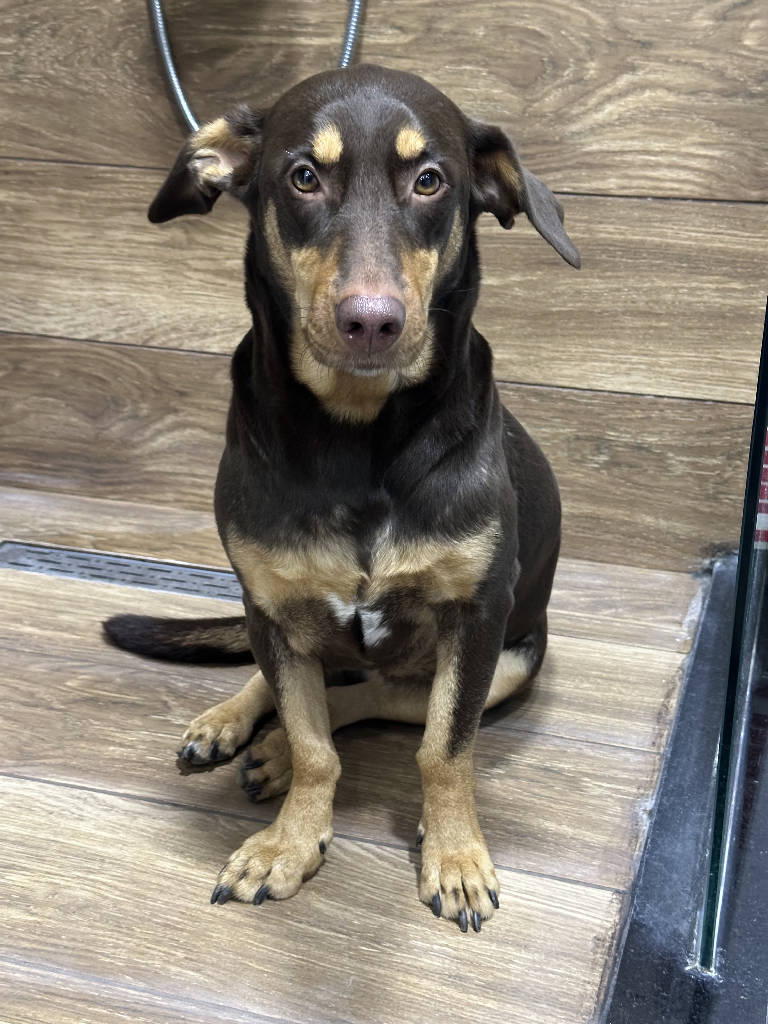 Kahve - Köpek ilanı İstanbul