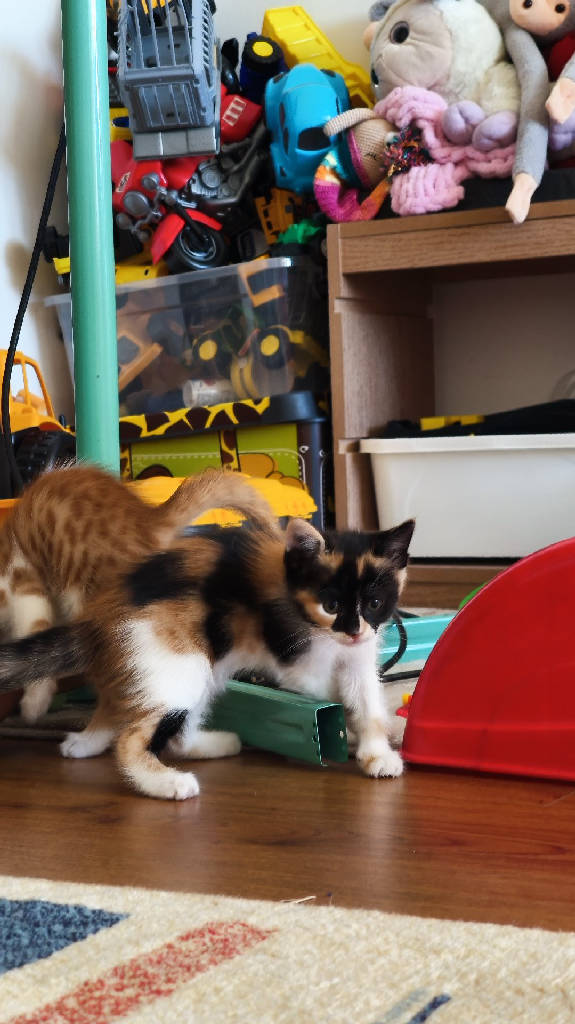 Kedi