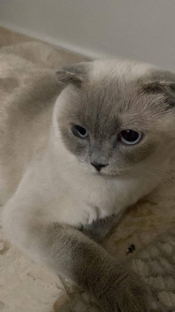 mis - Kedi ilanı İstanbul