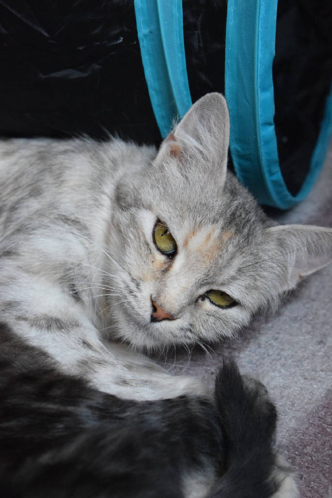 Artemis