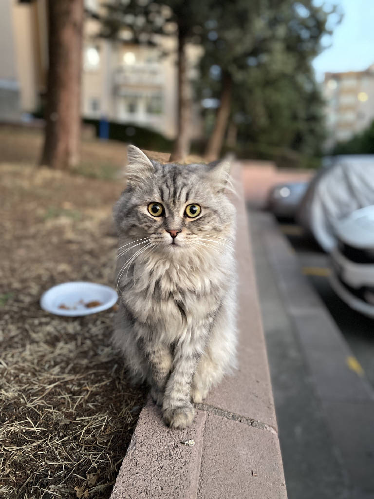 Kedi