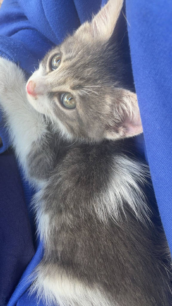 Duman