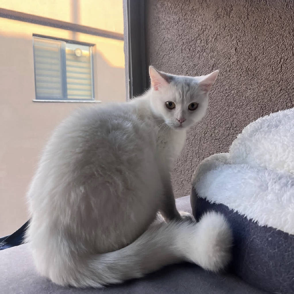 Elsa