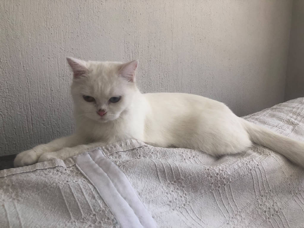 Kedi