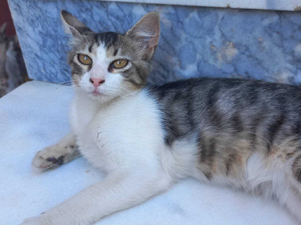 Kedi