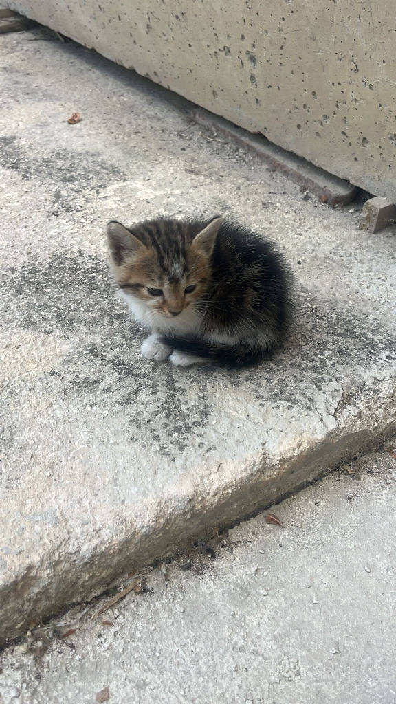 Kedi