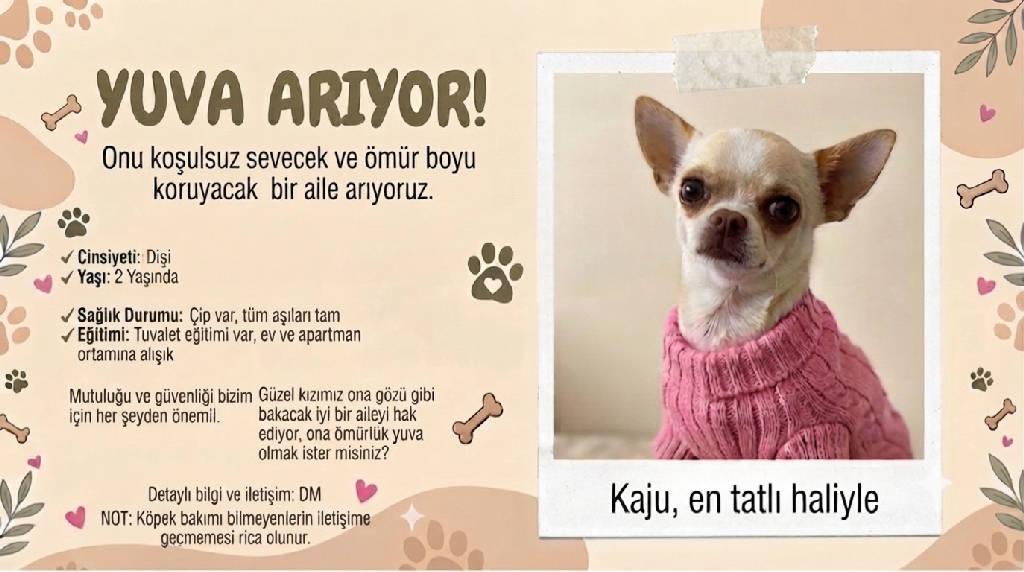 kaju — Köpek · Mersin · yuva buldu