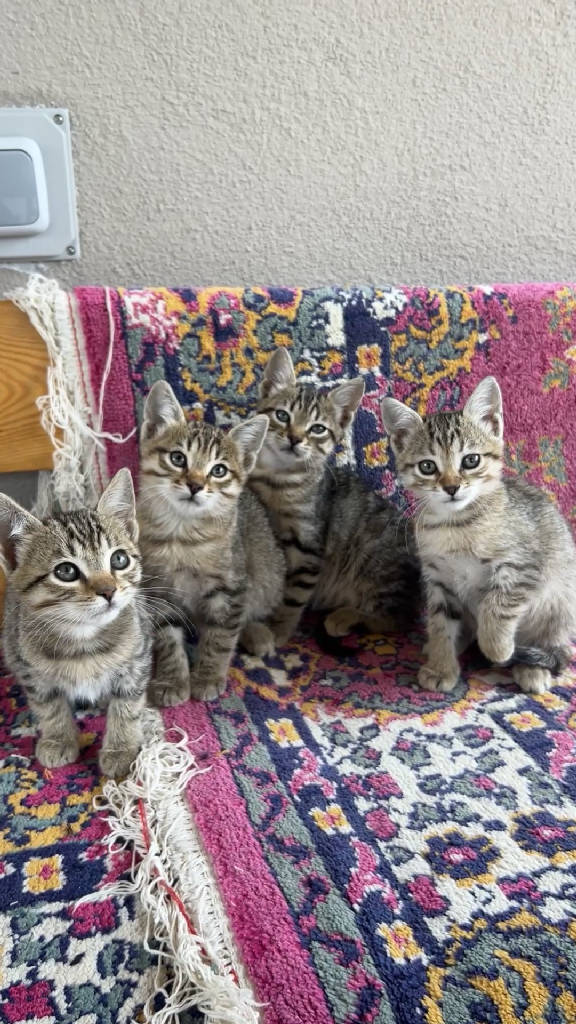 Kedi