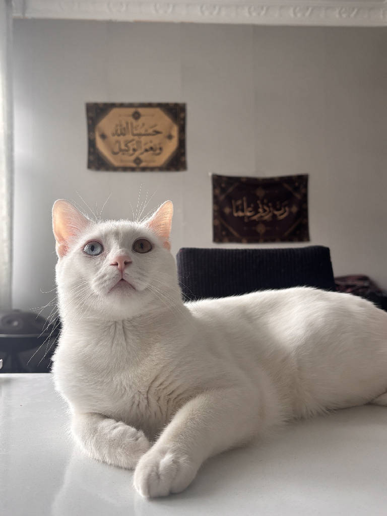 şino