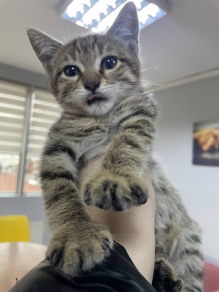 Kedi