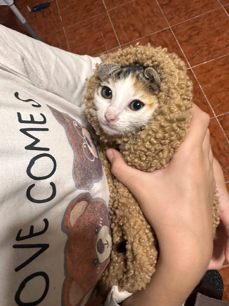 Kedi