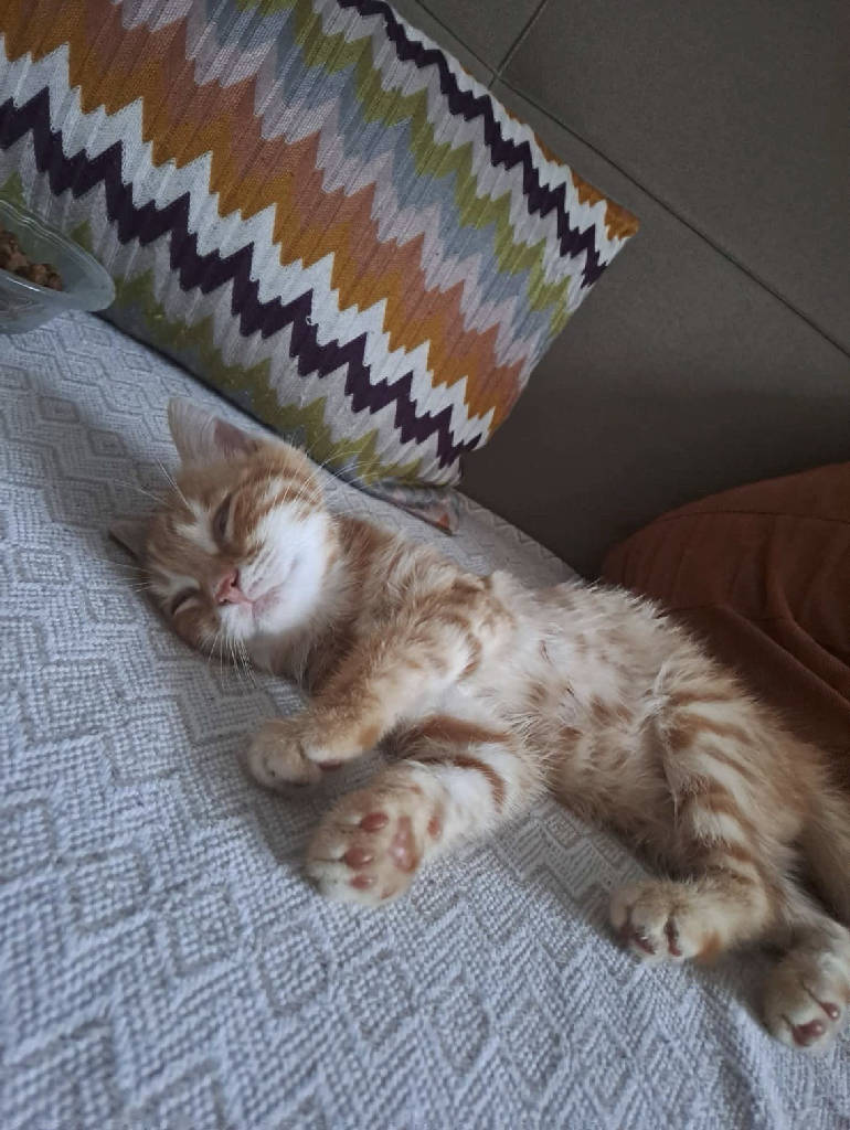 Kedi