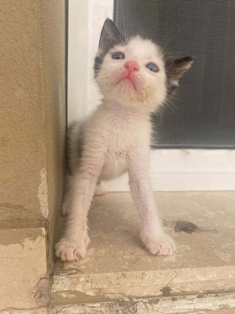 Kedi