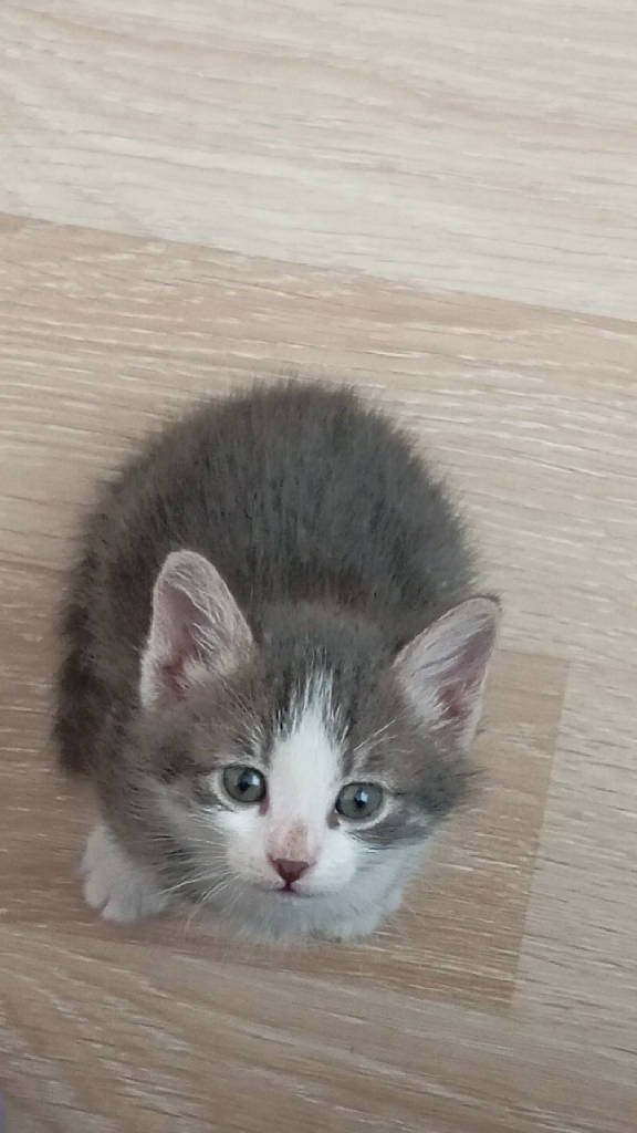 Kedi