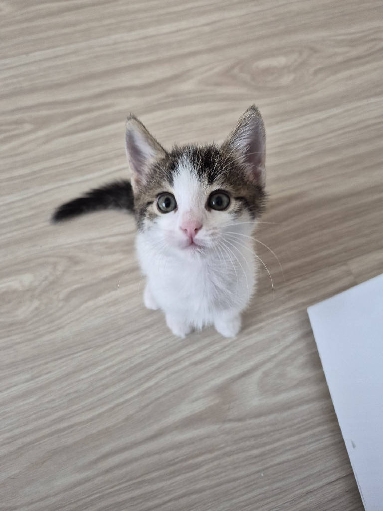 Kedi
