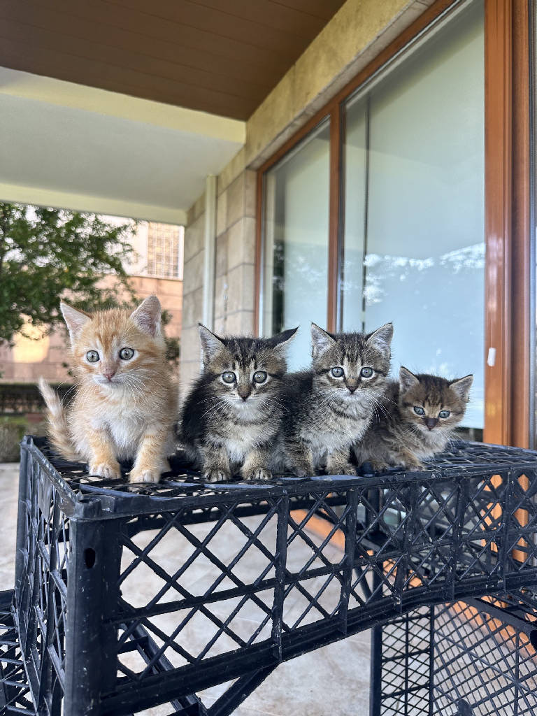 Kedi
