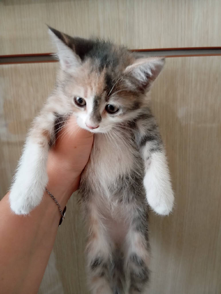 Kedi