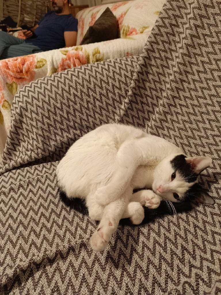 Kedi