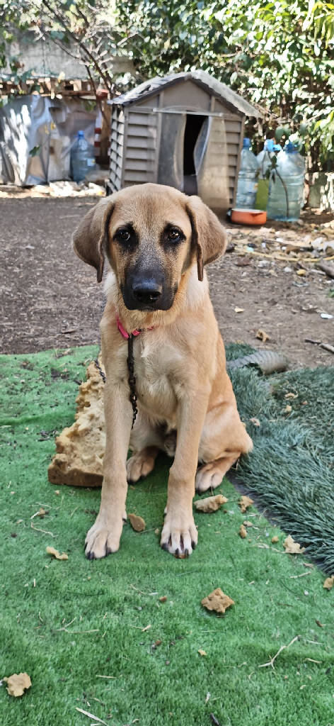 Köpek — Köpek · İstanbul · yuva buldu