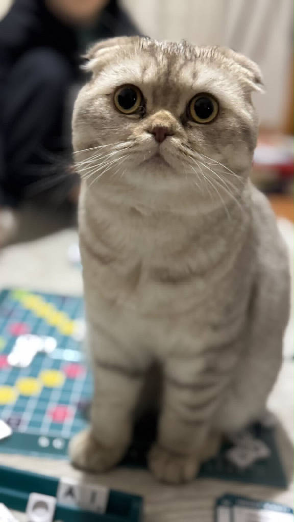 bal