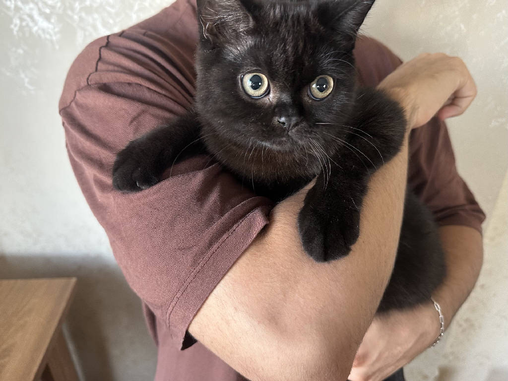 Kedi