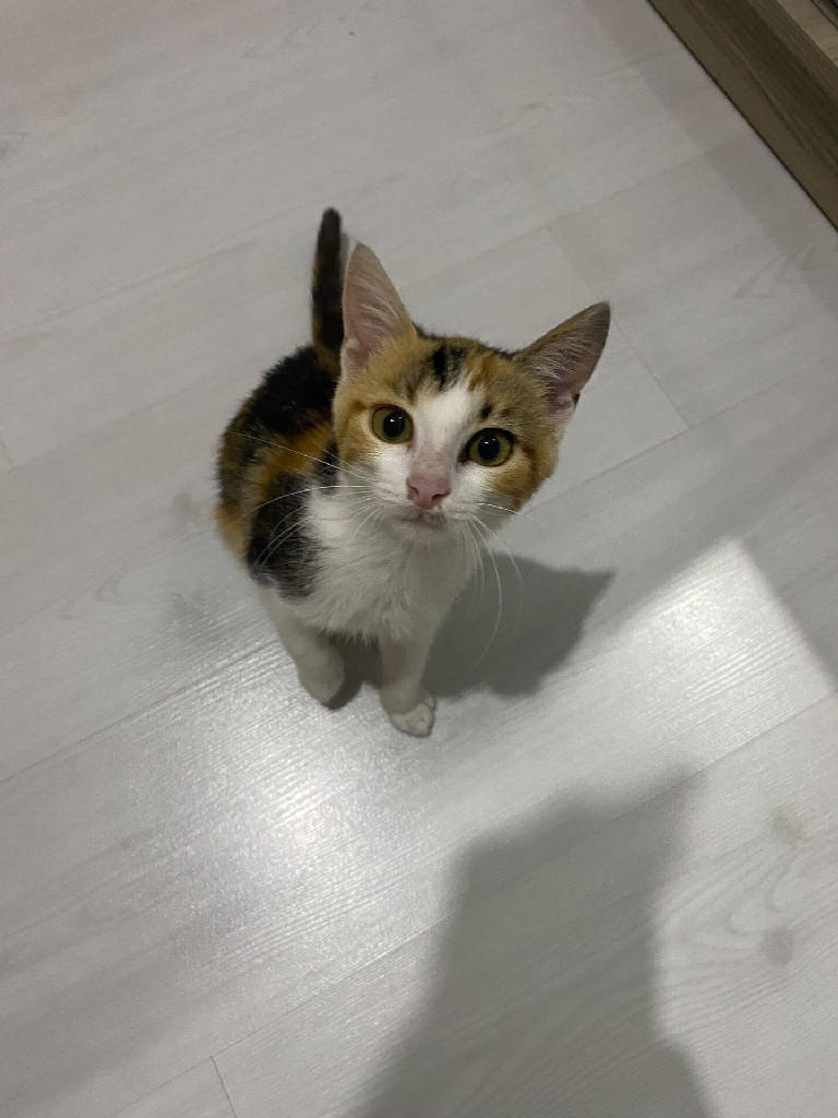 Kedi