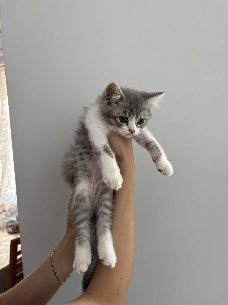 Kedi
