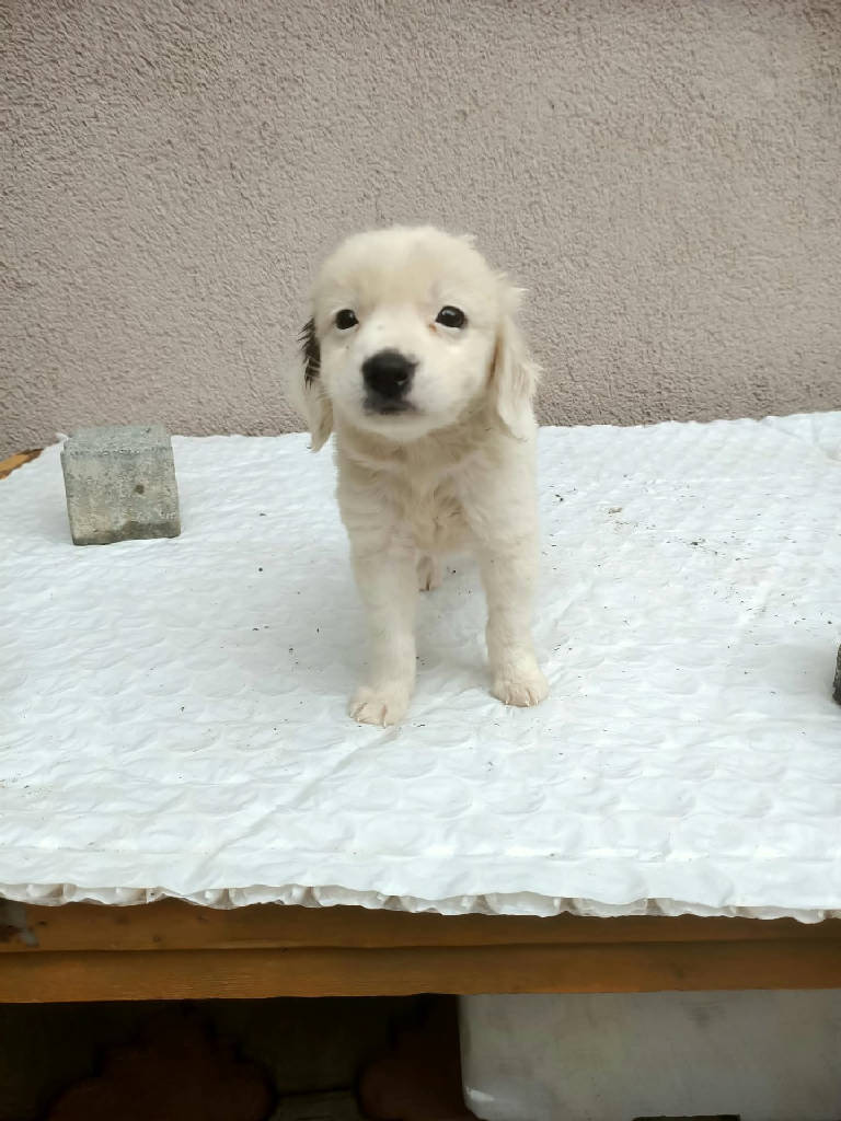 Oreo