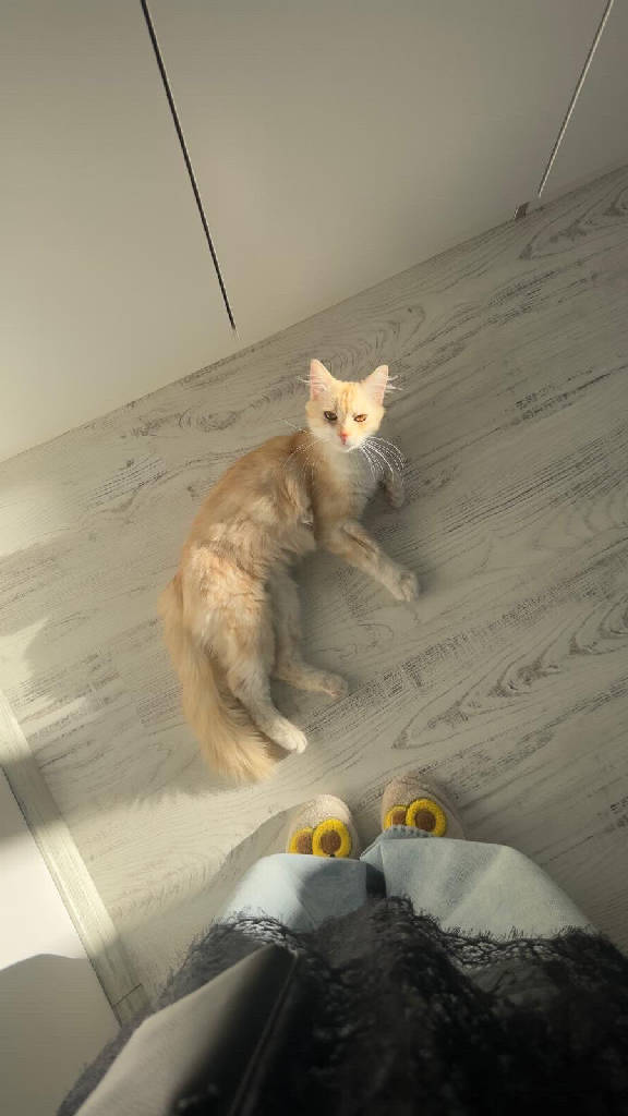 Herkül - Kedi ilanı İstanbul