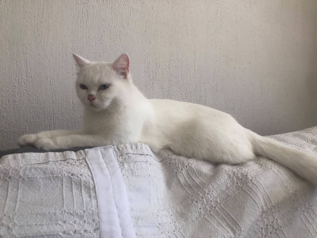Kedi
