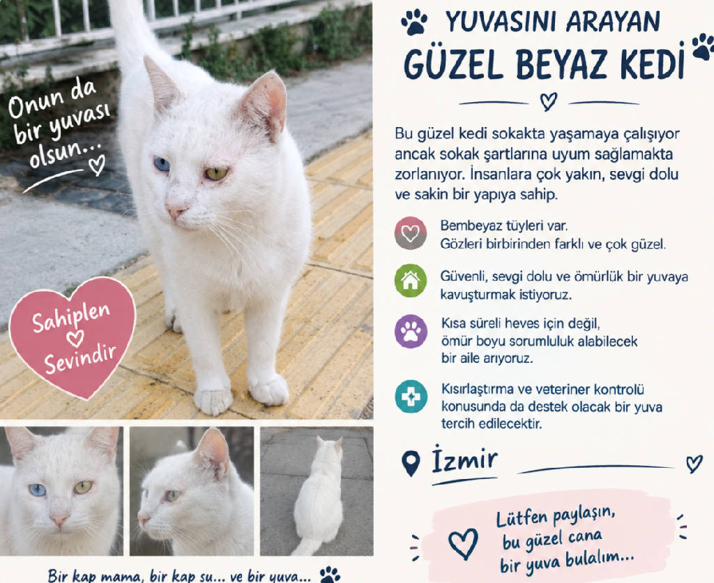 Kedi