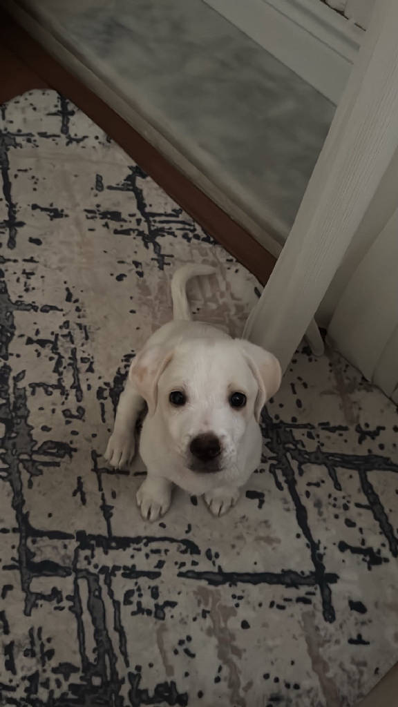 Pars — Köpek · Kayseri · yuva buldu