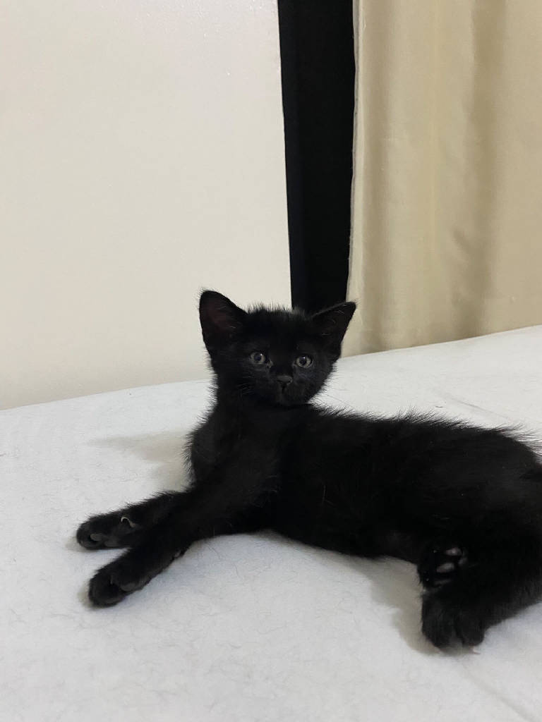 Kedi