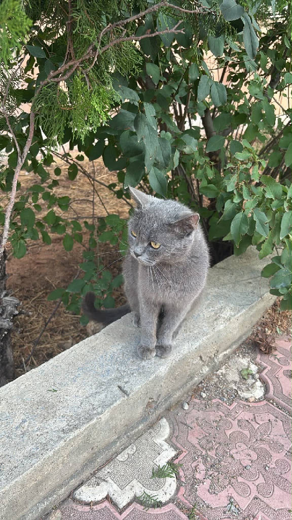 Kedi